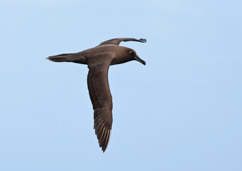 Zwarte Albatros, Sooty Albatros, Phoebetria fusca