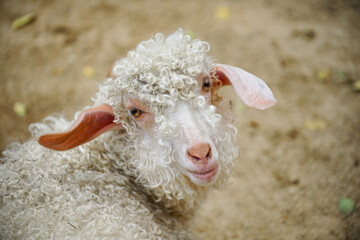 Obraz premium sheep in a field / Sheep are quadrupedal, ruminant mammals typically kept as livestock. Like all ruminants the even-toed ungulates. Although the name sheep applies to many species in the genus Ovis