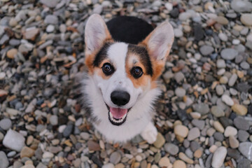 Smallest Shepherd in the world. Portrait of charming Welsh corgi Pembroke tricolor on background of pebble beach top view. Cute corgi puppy looks up carefully with its big intelligent brown eyes.