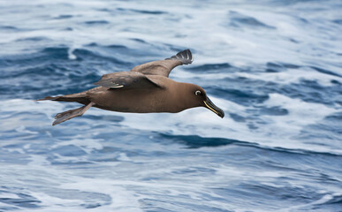 Zwarte Albatros, Sooty Albatros, Phoebetria fusca