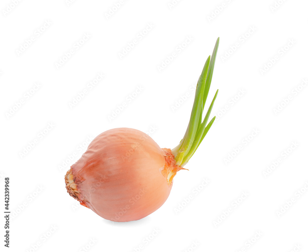 Wall mural onions isolated on white background