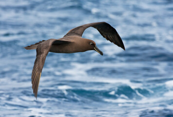 Zwarte Albatros, Sooty Albatros, Phoebetria fusca