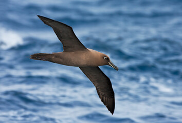 Zwarte Albatros, Sooty Albatros, Phoebetria fusca