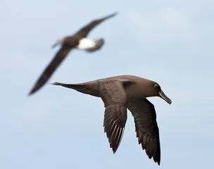Foto op Aluminium Zwarte Albatros, Sooty Albatros, Phoebetria fusca © AGAMI