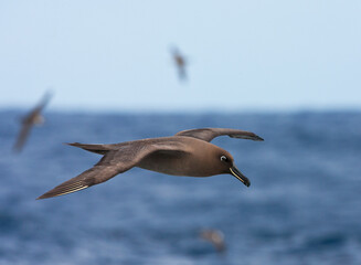 Zwarte Albatros, Sooty Albatros, Phoebetria fusca