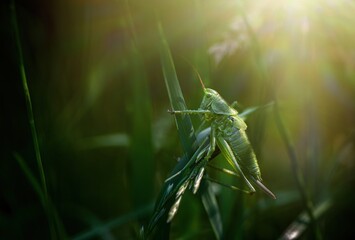 Nice green grasshopper sitting in grass at morning time. Macro photography insects