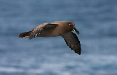 Zwarte Albatros, Sooty Albatross, Phoebetria fusca
