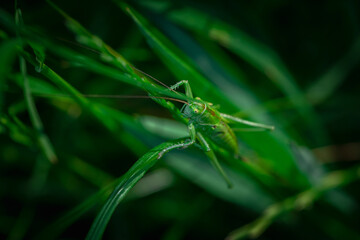 Nice green grasshopper sitting in grass at morning time. Macro photography insects