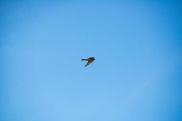View of Hawk in midflight