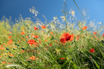 Red poppy flower on dark green background summer time