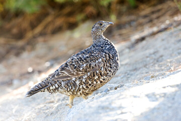 Sooty Grouse, Dendragapus fuliginosus