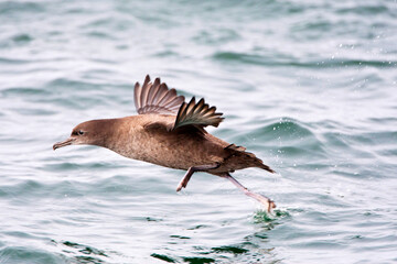 Grauwe Pijlstormvogel, Sooty Shearwater, Puffinus griseus