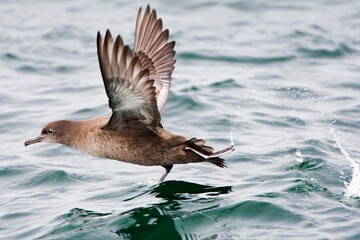 Grauwe Pijlstormvogel, Sooty Shearwater © AGAMI