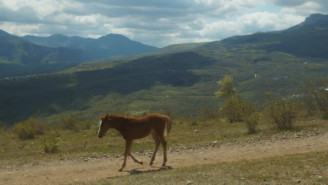 Horses grazing in the open space against a background of mountains