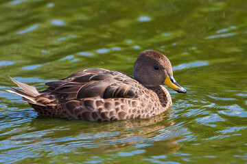 Zuid-Georgische Pijlstaart, South Georgia Pintail, Anas georgica