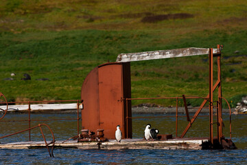 Zuid-Georgische Aalscholver, South Georgia Shag, Phalacrocorax georgianus