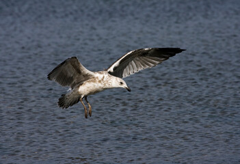 Kelpmeeuw, Kelp Gull, Larus dominicanus