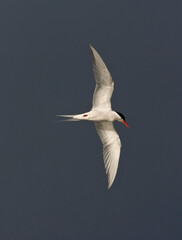 Zuidamerikaanse Visdief, South American Tern, Sterna hirundinacea