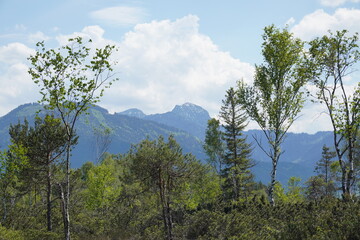 Spannende Moorlandschaft Eulenau bei Bad Aibling/Bad Feilnbach