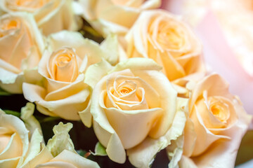 A bouquet of beige roses close-up
