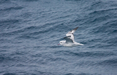 Fototapeta premium Grijze Stormvogel, Southern Fulmar, Fulmarus glacialoides