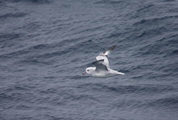 Southern Fulmar, Grijze Stormvogel, Fulmarus glacialoides