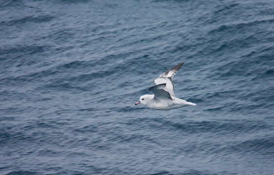 Grijze Stormvogel, Southern Fulmar, Fulmarus Glacialoides