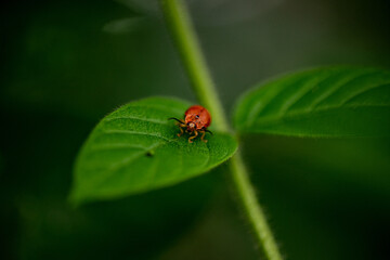 ladybug on leaf