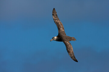 Zuidelijke Reuzenstormvogel, Southern Giant Petrel, Macronectes giganteus