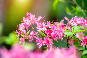 pink rhododendron blooms against the background of green grass
