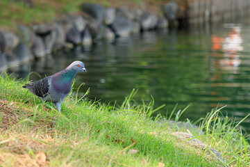 ハト　大濠公園　福岡県福岡市　Pigeon Ohori Park Fukuoka-ken Fukuoka city