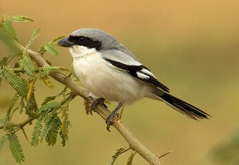 Southern Grey Shrike, Zuidelijke Klapekster, Lanius meridionalis