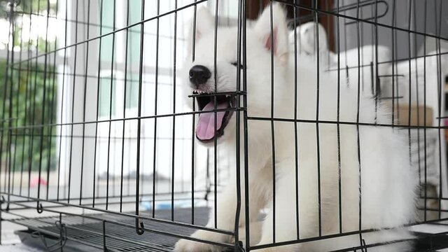 White Siberian Husky Puppy Sitting In A Cage