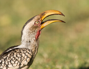 Fototapeta premium Zuidelijke Geelsnaveltok, Southern Yellow-Billed Hornbill, Tockus leucomelas, Geelsnaveltok