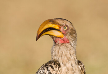 Zuidelijke Geelsnaveltok, Southern Yellow-Billed Hornbill, Tockus leucomelas, Geelsnaveltok