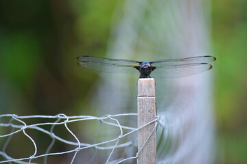 トンボが見つめる、ひと時の休息