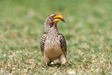 Zuidelijke Geelsnaveltok, Southern Yellow-Billed Hornbill, Tockus leucomelas, Geelsnaveltok