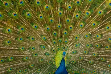 Fotobehang peacock © Leonardo
