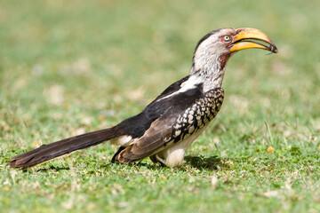 Zuidelijke Geelsnaveltok, Southern Yellow-Billed Hornbill, Tockus leucomelas, Geelsnaveltok