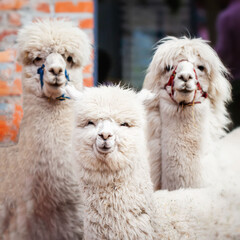 Cute three alpacas close-up. Beautiful and funny animals