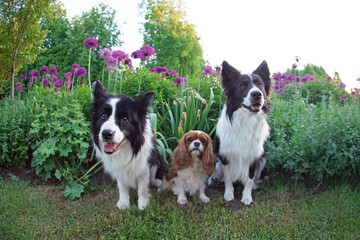 Two black and white Border Collie dogs posing outdoors with a Blenheim Cavalier King Charles Spaniel dog sitting on a green grass near a flowerbed with purple Allium flowers in summer. Wide angle view