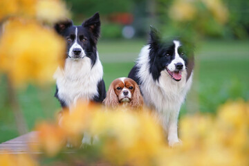 Cute Blenheim Cavalier King Charles Spaniel dog posing outdoors with two black and white Border Collie dogs sitting on a brown wooden bench behind yellow flowers in a city park in summer