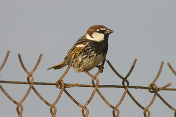 Spanish Sparrow, Spaanse Mus, Passer hispaniolensis