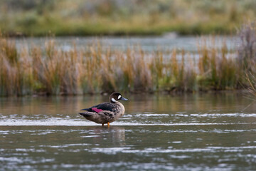 Bronsvleugeleend, Spectacled Duck, Speculanas specularis