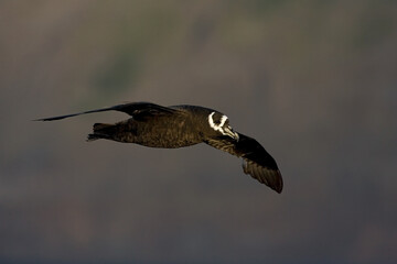 Spectacled Petrel, Procellaria conspicillata