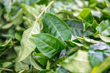 Fresh green tea leaves	crop