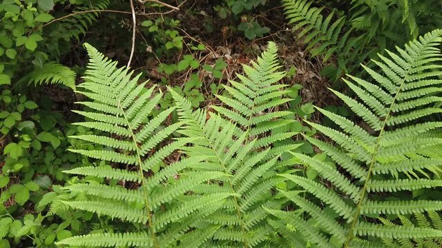 flore plante foug&egrave;res vert environnement