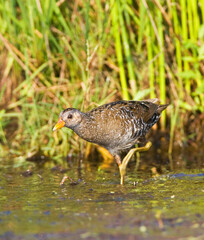 Porseleinhoen, Spotted Crake, Porzana porzana