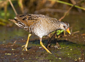 Porseleinhoen, Spotted Crake, Porzana porzana