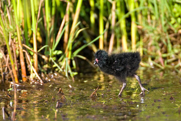 Porseleinhoen, Spotted Crake, Porzana porzana